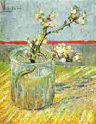 Blooming Almond Stem in a Glass
